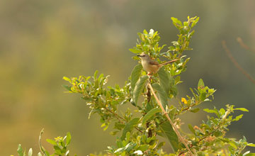 Rahmbrustprinie [Prinia subflava]