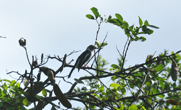 White-crested helmetshrike (juv.) [Prionops plumatus poliocephalus]