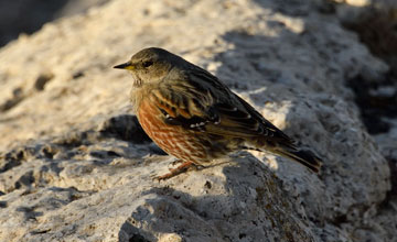 Alpenbraunelle [Prunella collaris collaris]