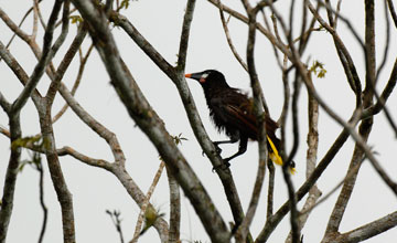 Montezuma oropendola [Psarocolius montezuma]