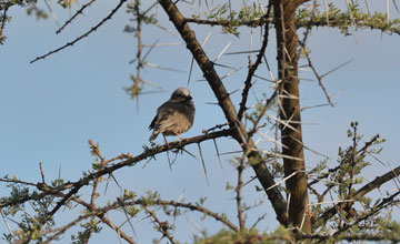 Grey-capped social weaver [Pseudonigrita arnaudi australoabyssinicus]