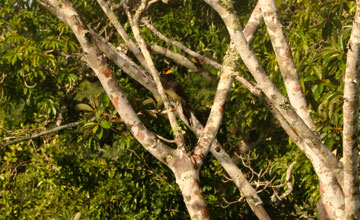 Brown jay [Psilorhinus morio]