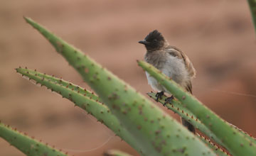 Garden bulbul [Pycnonotus barbatus layardi]