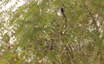 Red-vented bulbul [Pycnonotus cafer bengalensis]