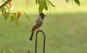 Red-vented bulbul [Pycnonotus cafer haemorrhousus]