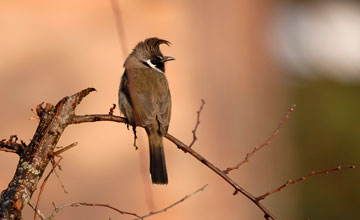 Himalayan bulbul [Pycnonotus leucogenys]