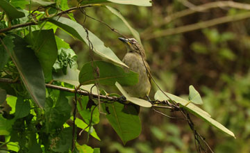 White-browed bulbul [Pycnonotus luteolus insulae]