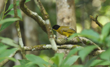 Sri Lanka-Goldbrustbülbül [Pycnonotus melanicterus]