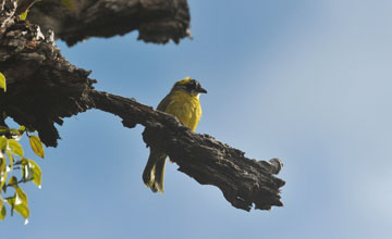 Yellow-eared bulbul [Pycnonotus penicillatus]