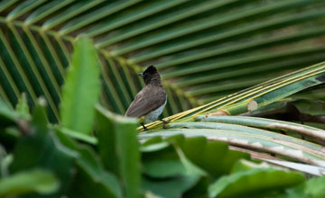 Dark-capped bulbul [Pycnonotus tricolor layardi]