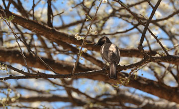 Dark-capped bulbul [Pycnonotus tricolor spurius]