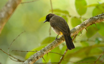 Dark-capped bulbul [Pycnonotus tricolor tricolor]