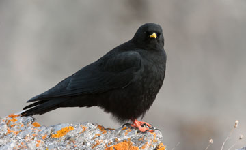 Alpine chough [Pyrrhocorax graculus graculus]