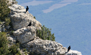 Alpenkrähe [Pyrrhocorax pyrrhocorax erythroramphos]