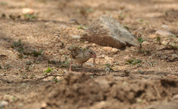 Blutschnabelweber [Quelea quelea aethiopica]