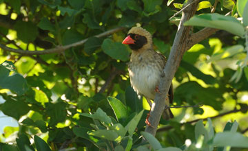 Red-billed quelea [Quelea quelea lathamii]