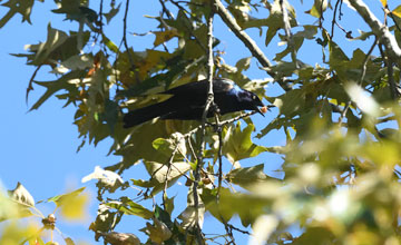 Common grackle [Quiscalus quiscula stonei]