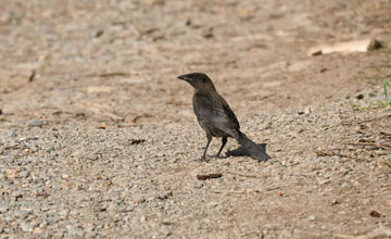 Common grackle [Quiscalus quiscula versicolor]