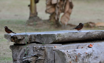 Silver-beaked tanager [Ramphocelus carbo carbo]