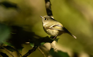 Ruby-crowned kinglet [Regulus calendula calendula]