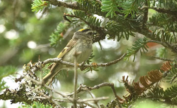 Golden-crowned kinglet [Regulus satrapa satrapa]