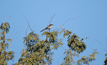 White-browed fantail [Rhipidura aureola aureola]