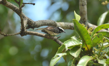 White-browed fantail [Rhipidura aureola compressirostris]