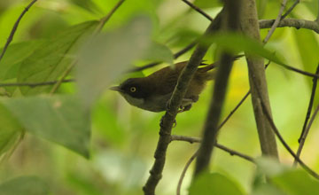 Dark-fronted babbler [Rhopocichla atriceps nigrifrons]