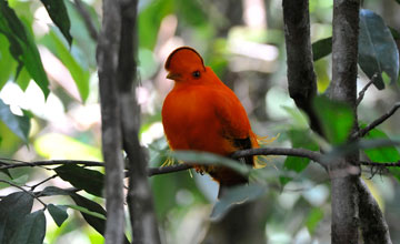 Guianan cock-of-the-rock [Rupicola rupicola]