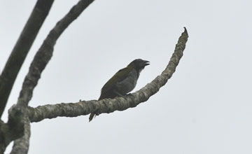 Black-headed saltator [Saltator atriceps]