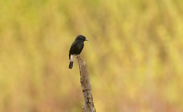 Pied bush chat [Saxicola caprata albonotatus]