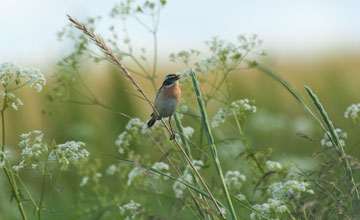 Braunkehlchen [Saxicola rubetra]