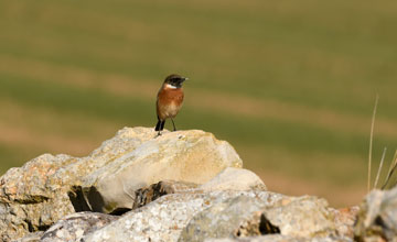 European stonechat [Saxicola rubicola rubicola]