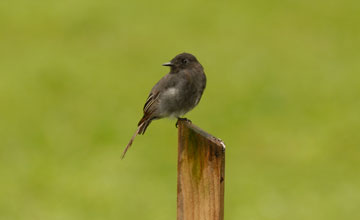 Black phoebe [Sayornis nigricans amnicola]