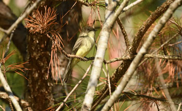 Eastern phoebe [Sayornis phoebe]