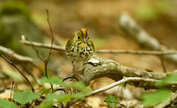 Ovenbird [Seiurus aurocapilla aurocapilla]