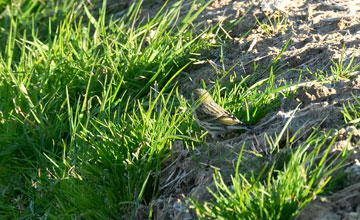 European serin [Serinus serinus]