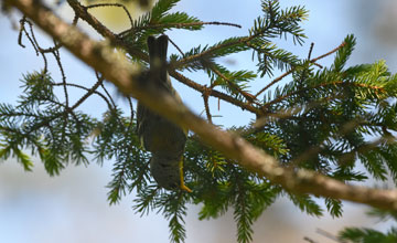 Northern parula [Setophaga americana]