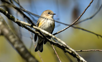 Yellow-rumped warbler [Setophaga coronata]