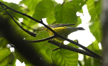 Magnolia warbler [Setophaga magnolia]