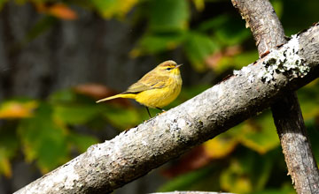 Palm warbler [Setophaga palmarum hypochrysea]