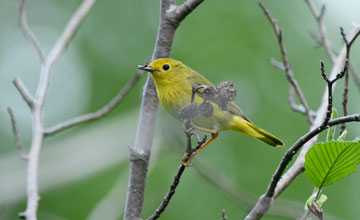 American yellow warbler [Setophaga petechia]