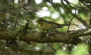 Kiefernwaldsänger [Setophaga pinus pinus]