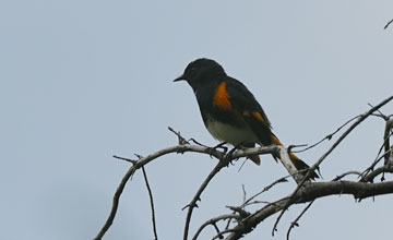 American redstart [Setophaga ruticilla]