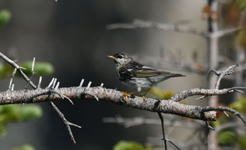 Streifenwaldsänger [Setophaga striata]