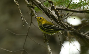 Black-throated green warbler [Setophaga virens]