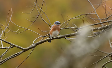 Eastern bluebird [Sialia sialis sialis]