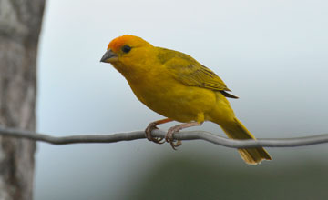 Safranammer [Sicalis flaveola pelzelni]