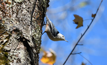 White-breasted nuthatch [Sitta carolinensis carolinensis]