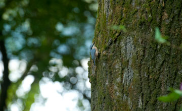 Eurasian nuthatch [Sitta europaea]